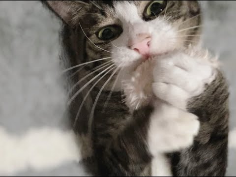 【猫動画】カメラが捉えた！決定的瞬間！！〜にゃんともパレード〜#猫動画#猫#264(YouTube)
