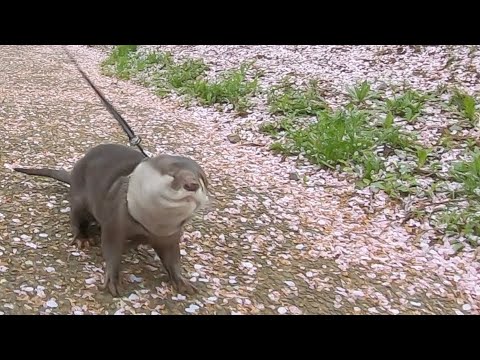 カワウソと二人っきりでお花見デートに行ってきた！ I went on a cherry blossom viewing date alone with an otter!(YouTube)