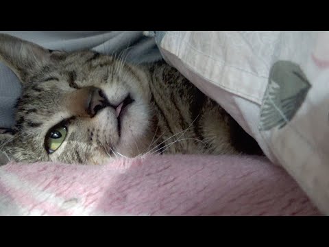 朝ふとんからなかなか出てこない猫(YouTube)