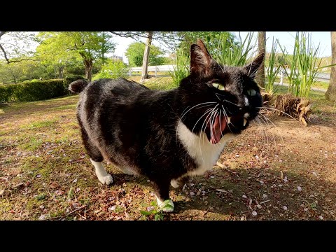 植込みの裏に行ったらバットマンみたいな猫がお出迎えしてくれた(YouTube)