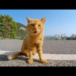 猫島の漁協付近に行くと何か必死にアピールしてくる猫が集まってきた(YouTube)