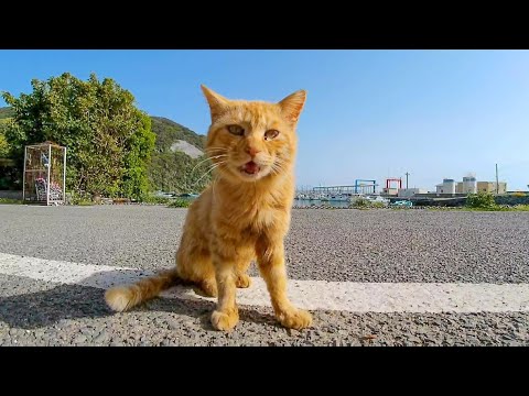 猫島の漁協付近に行くと何か必死にアピールしてくる猫が集まってきた(YouTube)