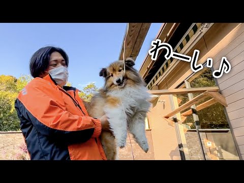 大好きな飼育員に抱っこされながらエサを食べてご機嫌な犬(YouTube)