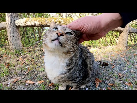 いかついキジシロ猫をモフるとウットリとした表情を浮かべた(YouTube)