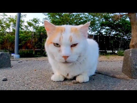 夕方の駐車場で出会った野良猫、ナデナデするとゴロンと横になってカワイイ(YouTube)