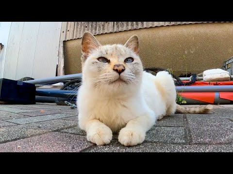 漁港の裏通りに行くと集まってきた猫たち、微妙に仲の悪い猫もいて草(YouTube)