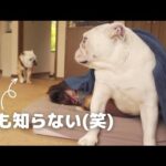 いるはずのないママ＆妹犬が布団の中に隠れてた時の兄ブルの反応が大爆笑でした！(YouTube)