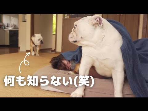 いるはずのないママ＆妹犬が布団の中に隠れてた時の兄ブルの反応が大爆笑でした！(YouTube)