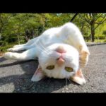 人を見るとゴロンゴロン寝転がる野良猫(YouTube)
