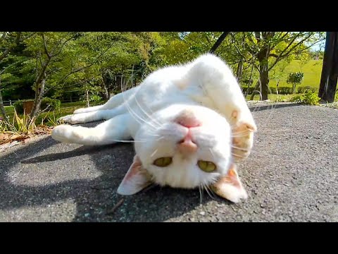 人を見るとゴロンゴロン寝転がる野良猫(YouTube)