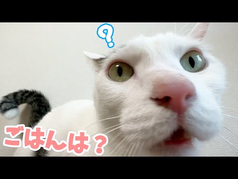 ごはんの時間にまさかの行動をするチロさん！(YouTube)