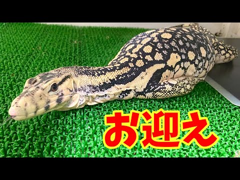 【最高峰】激ヤバなオオトカゲをお迎えしました(YouTube)