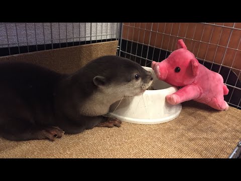 うちのカワウソが初めて家に来てからの成長記録！② A record of our otter’s growth since it first came to our house! ⑵(YouTube)