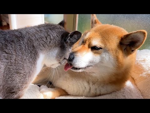 柴犬ママに甘えたいけど寝てて甘えられない妹猫がこうなっちゃいました(YouTube)