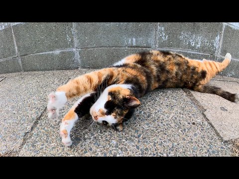 フェリー乗り場にいた三毛猫ちゃん、撫でると小さく返事をしてカワイイ(YouTube)