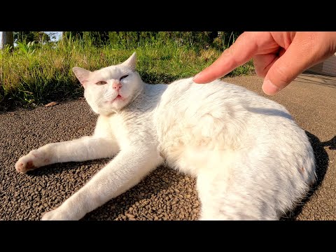 ムスッとした顔の猫が人間にナデナデされて穏やかな顔になる(YouTube)