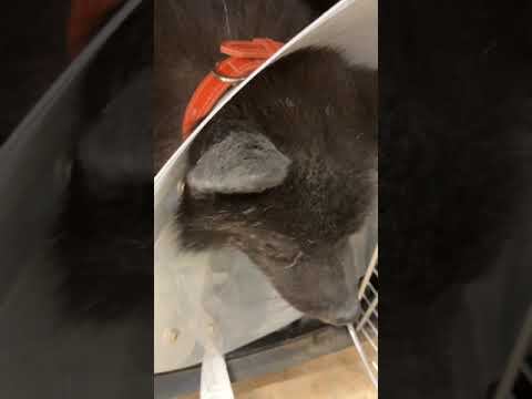 甲斐犬 僕ちん無事去勢手術終わりました(YouTube)
