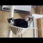 イケずをするからオデコにバシバシ殴られる猫(YouTube)