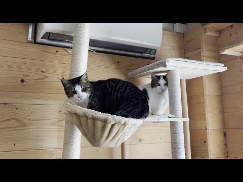 イケずをするからオデコにバシバシ殴られる猫(YouTube)