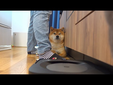 柴犬の前をお掃除ロボットが通り過ぎると起こること。(YouTube)