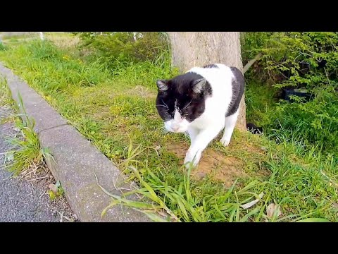 土手の下から牛みたいな猫がモフられに上がってきた(YouTube)