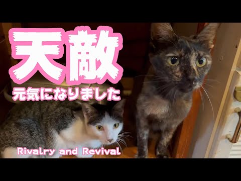天敵 元気になりました(YouTube)