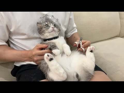 猫が爪切りで暴れないと話題のアレを使ってみたらまさかのこうなったw(YouTube)