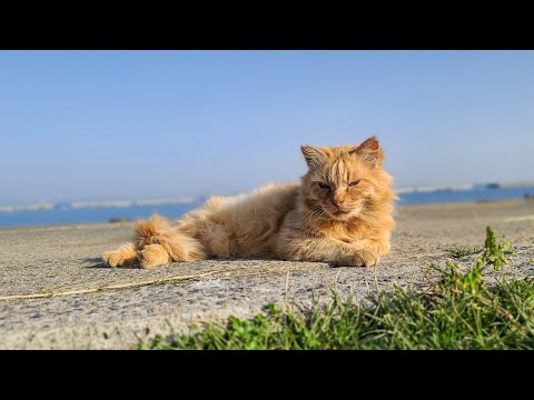 感動猫動画 のライブ配信(YouTube)