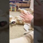 柴犬にハンドパワーを送る(YouTube)