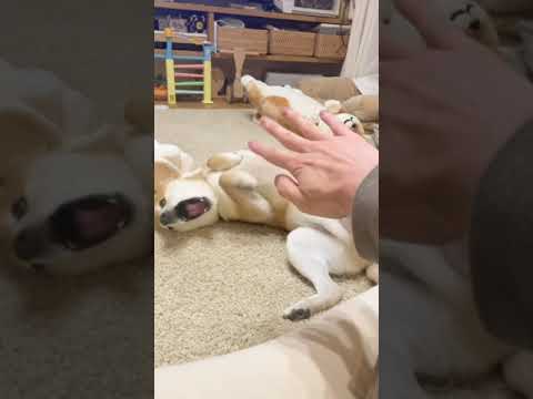 柴犬にハンドパワーを送る(YouTube)