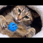 ポーカーフェイスが得意な猫は飼い主がどんなことをしても真顔を崩しません…笑(YouTube)