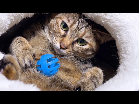 ポーカーフェイスが得意な猫は飼い主がどんなことをしても真顔を崩しません…笑(YouTube)