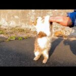 道路脇の空き地で出会った子猫、手に頭をこすりつけてきてカワイイ(YouTube)