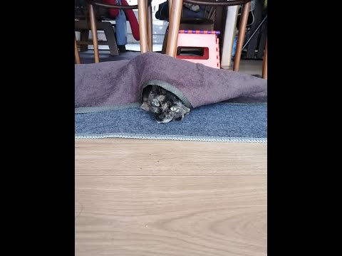 【猫動画】おくるみニャンコ〜にゃんともパレード〜#猫動画#猫#271(YouTube)