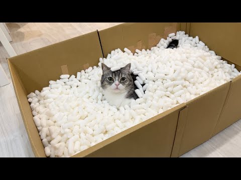 段ボールプールを作ってあげたら猫が大喜びでまさかの展開になりましたwww(YouTube)