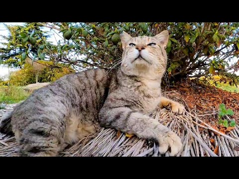 公園の植込みの中で寝ていた野良猫をナデナデしてきた(YouTube)