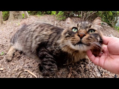 猫の隠れ家に行ったら、メインクーンのような猫がお出迎えしてくれた(YouTube)