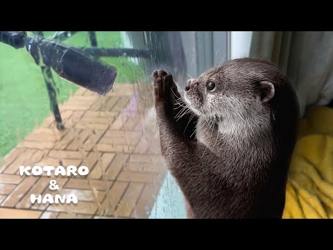バルコニーの掃除してたらカワウソが必死にお願いしてきた　Otter Trying to Catch Pressure Washer’s Splashes(YouTube)