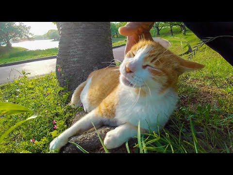 公園の木の下で休む猫をナデナデするとゴロゴロ喉を鳴らして喜んだ(YouTube)