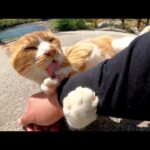 茶シロ猫をモフろうとしたら、腕を掴んで噛み噛みしてきた(YouTube)