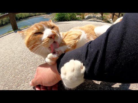 茶シロ猫をモフろうとしたら、腕を掴んで噛み噛みしてきた(YouTube)