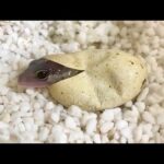 ヤモリの赤ちゃんが産まれる瞬間が可愛すぎる(YouTube)