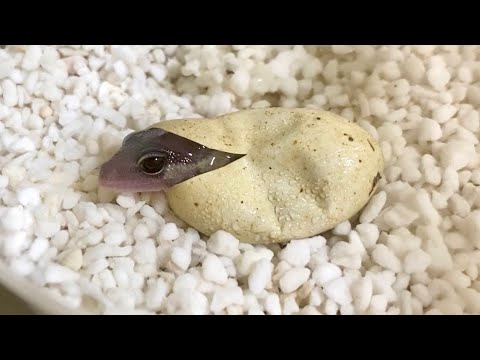 ヤモリの赤ちゃんが産まれる瞬間が可愛すぎる(YouTube)