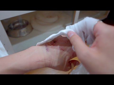 アミメニシキヘビに噛まれた翌日、包帯を解いてみます(YouTube)