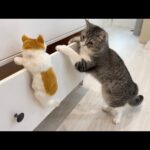 知らない子猫が部屋で遊んでたら猫がまさかのこうなっちゃいました…笑(YouTube)