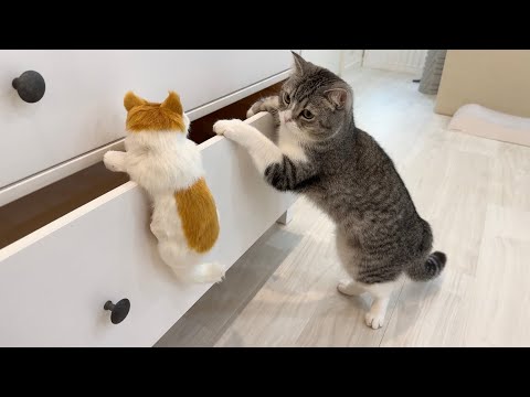 知らない子猫が部屋で遊んでたら猫がまさかのこうなっちゃいました…笑(YouTube)