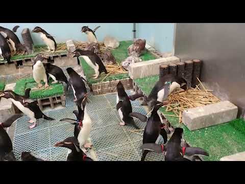 ミナミイワトビペンギンの同居：葛西臨海水族園(YouTube)