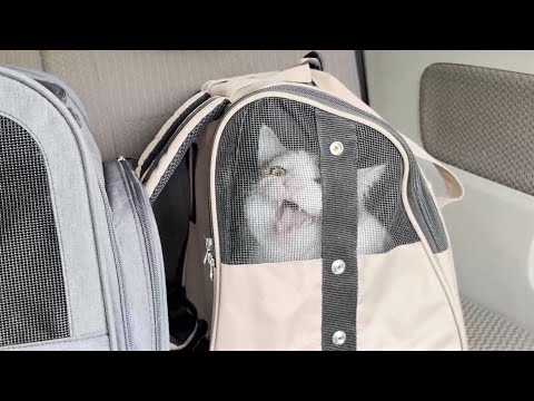 病院までの道中、鳴きわめくオデコと意外と大人しかった豆大福(YouTube)