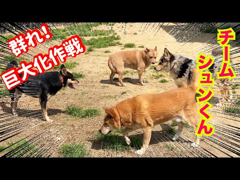 【保護犬達の群れ】オーストラリアンシェパードMixシュンくんチーム拡大！(YouTube)