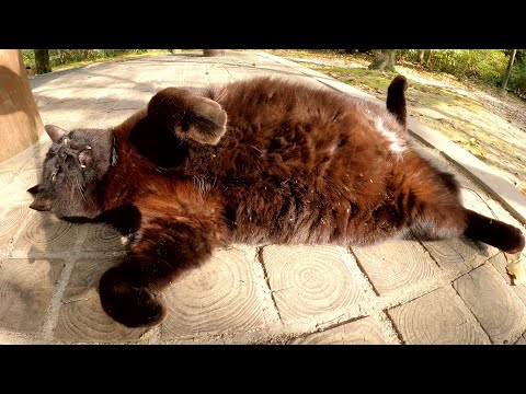 クマみたいな黒猫が大きなお腹を天日干しにする(YouTube)
